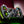 GT Neo Sim Racing Steering Wheel - Apex Sim Racing