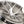 Forgeline VX1 Wheels (5 Lug) - Competition Motorsport